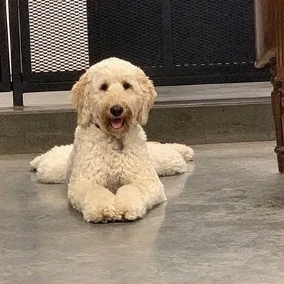 urbandog-2024-doggiedaycare