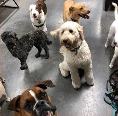 urbandog-2024-doggiedaycare+copy+10