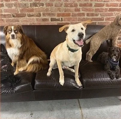 urbandog-2024-doggiedaycare+copy+14