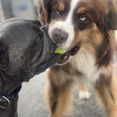 urbandog-2024-doggiedaycare+copy+2