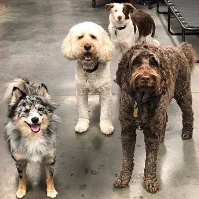 urbandog-2024-doggiedaycare+copy+6