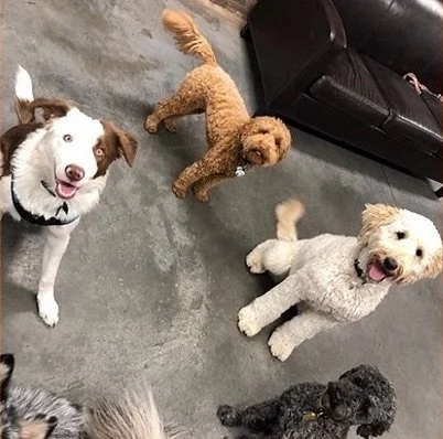 urbandog-2024-doggiedaycare+copy+7