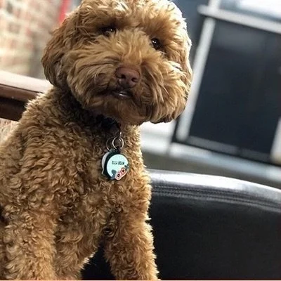 urbandog-2024-doggiedaycare+copy+9